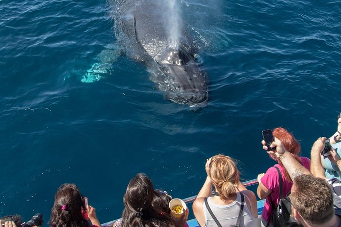 Whale watching tour Los Angeles