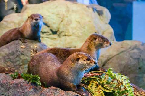 San Francisco Aquarium