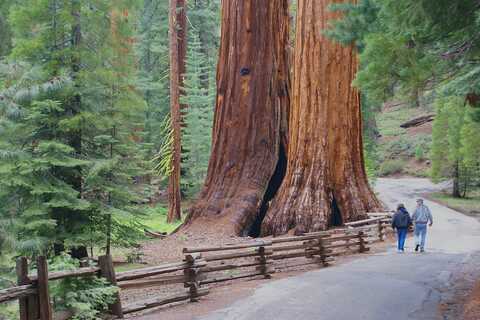 YO giant sequoias